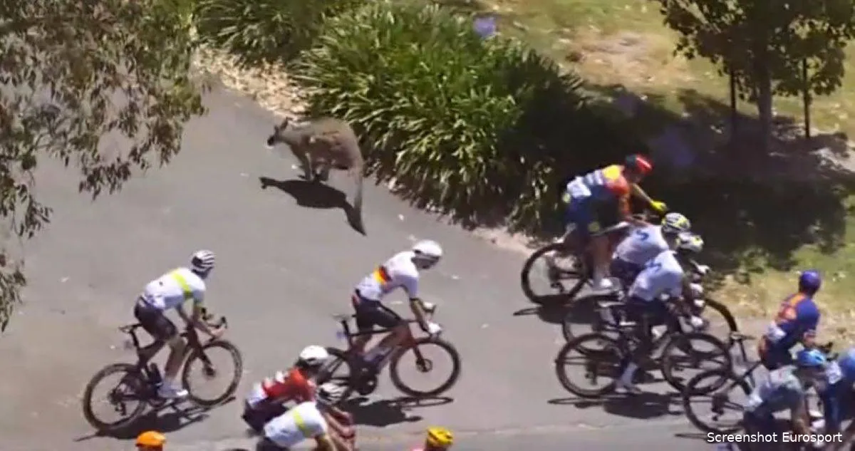 Zien Om Te Geloven Kangoeroe Springt Peloton In En Brengt Onder Meer zien-om-te-geloven-kangoeroe-springt-peloton-in-en-brengt-onder-meer